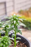 Lilium 'Easy Samba' - Shoots of pot grown Lily 'Easy Samba' in greenhouse.
