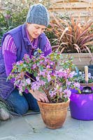 Woman topdressing potted Rhododendron 'Praecox' with fresh compost and sulphate of iron. 