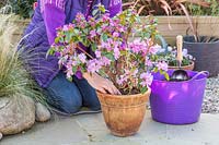 Woman topdressing potted Rhododendron 'Praecox' with fresh compost and sulphate of iron.