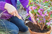 Woman topdressing potted Rhododendron 'Praecox' with fresh compost and sulphate of iron.
