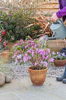 Woman watering container-grown Rhododendron 'Praecox' with watering can. 