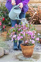 Woman watering container-grown Rhododendron 'Praecox' with watering can.
