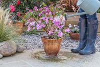 Woman watering container-grown Rhododendron 'Praecox' with watering can.
