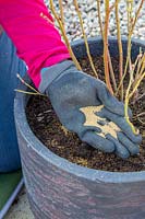 Woman adding sulphate of iron to re-potted Blueberry bush in container.