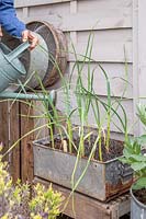 Watering Garlic 'Arno' growing on in galvanised container.
