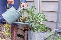 Woman watering Broad beans growing in galvanised container in watering can.
