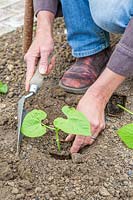 Woman planting young French bean 'Tendergreen' plants using a hand trowel.
