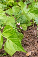 Phaseolus vulgaris 'Tendergreen' - French bean  'Tendergreen' 
