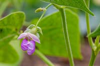 Phaseolus vulgaris 'Tendergreen' - French bean 'Tendergreen'