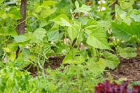 Phaseolus vulgaris 'Tendergreen' - French bean 'Tendergreen' with beans ready for picking. 