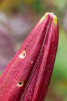 Damage on Lilium flower bud from Lily beetle.