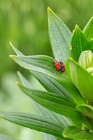 Lily Beetles - Lilioceris liliae on leaves of a Lilium - Lily 