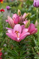 Lilium 'Asiatic Pink' - Lily 'Asiatic Pink'