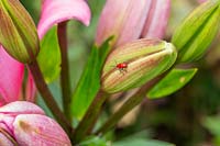 Lily Beetle - Lilioceris liliae on flower bud of Lilium 'Asiatic Pink' - 