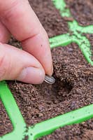 Woman carefully sowing a single sunflower seed in each cell.