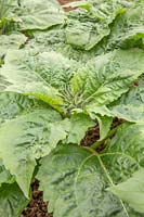 Helianthus annuus 'Little Dorrit' - Young Sunflower 'Little Dorrit' plants
