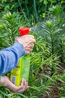 Woman spraying to kill and prevent Lily beetle - Lilioceris lilii 