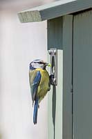 Blue tit - Cyanistes caeruleus - feeding young in birdbox