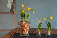Narcissus - Daffodils displayed in glass vase filled with onions sets - Allium cepa.
