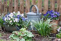 Pots and containers of flowering Violas by watering can in flowerbed. 
