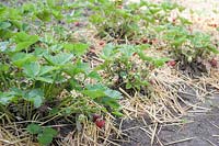 Fragaria - Strawberries growing on straw. 