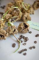 Harvested Hollyhock seeds in late summer.