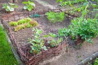 Wattle hurdles enclose a children's vegetable garden with strawberries, mangetout, lettuces and carrots. 
