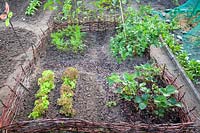 Wattle hurdles enclose a children's vegetable garden with strawberries, mangetout, lettuces and carrots.