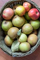 Basket full of harvested apples. 