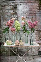 Hydrangea panicualta specimens displayed in glass bottles on table. 