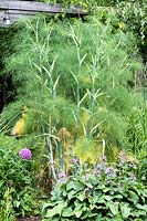Foeniculum - Fennel and Stachys