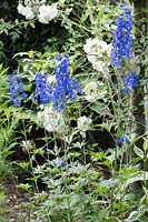 Blue Delphinium and white roses