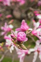 Magnolia x loebneri 'Leonard Messel' - Magnolia 'Leonard Messel'