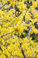 Forsythia 'Northern Gold' in bloom.