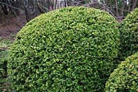 Buxus microphylla 'Green Pillow' - Boxwood shrub clipped into sphere. 