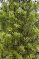 Pinus heldreichii 'Iseli Fastigiate' - Bosnian pine 'Iseli Fastigiate' 
