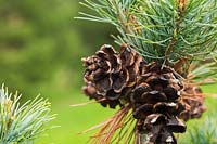 Pinus parviflora 'Templehof' - Japanese White Pine tree with pinecones 