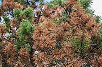 Pinus mugo - Mountain Pine tree with rust disease. 