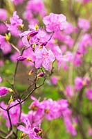 Rhododendron mucronulatum - Korean Rhododendron 
