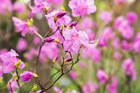 Rhododendron mucronulatum - Korean Rhododendron