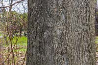 Carya cordiformis - Bitternut Hickory tree bark detail. 