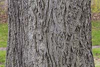 Juglans - Walnut tree bark detail. 