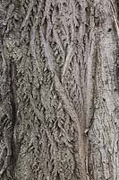 Juglans - Walnut tree bark detail. 
