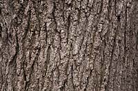 Juglans nigra 'Thomas' - Black Walnut tree bark detail. 