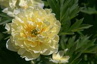 Paeonia Intersectional 'Bartzella' - Itoh Hybrid Peony collection