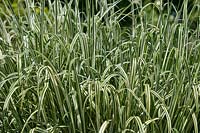 Phalaris arundinacea var. picta 'Feesey' - Reed canary grass