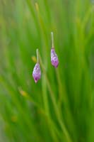 Allium cyathophorum var. Farreri - Ornamental onion flower buds