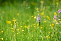 Dactylorhiza fuchsii - Common spotted orchid in a  wildflower meadow