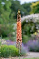 Eremurus isabellinus 'Cleopatra' - Foxtail lily 