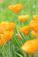 Eschscholzia californica - California poppy flower bud opening